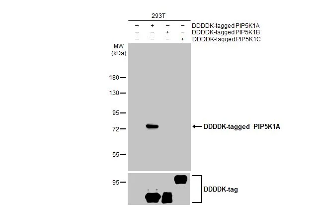 Non-transfected (–) and transfected (+) 293T whole cell extracts were separated by 7.5% SDS-PAGE, and the membrane was blotted with PIP5K1A antibody [HL2011] (GTX637912) diluted at 1:1000. The HRP-conjugated anti-rabbit IgG antibody (GTX213110-01) was used to detect the primary antibody.