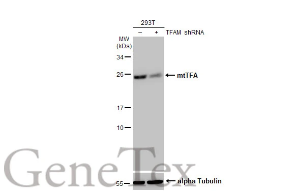 Non-transfected (–) and transfected (+) 293T whole cell extracts (30 μg) were separated by 12% SDS-PAGE, and the membrane was blotted with mtTFA antibody [HL2012] (GTX637913) diluted at 1:50000. The HRP-conjugated anti-rabbit IgG antibody (GTX213110-01) was used to detect the primary antibody.