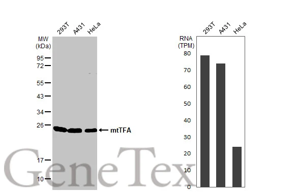 Various whole cell extracts (30 μg) were separated by 12% SDS-PAGE, and the membrane was blotted with mtTFA antibody [HL2012] (GTX637913) diluted at 1:5000. The HRP-conjugated anti-rabbit IgG antibody (GTX213110-01) was used to detect the primary antibody.Corresponding RNA expression data for the same cell lines are based on Human Protein Atlas program.