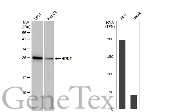 Various whole cell extracts (30 μg) were separated by 12% SDS-PAGE, and the membrane was blotted with HPRT antibody [HL2015] (GTX637916) diluted at 1:2000. The HRP-conjugated anti-rabbit IgG antibody (GTX213110-01) was used to detect the primary antibody. Corresponding RNA expression data for the same cell lines are based on Human Protein Atlas program.