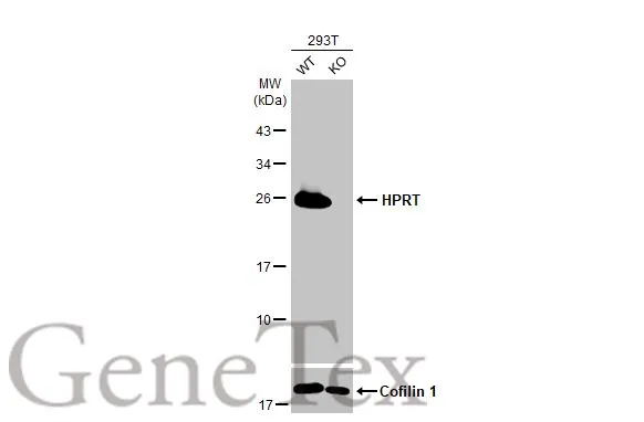 Wild-type (WT) and HPRT1 knockout (KO) 293T cell extracts (30 μg) were separated by 12% SDS-PAGE, and the membrane was blotted with HPRT antibody [HL2015] (GTX637916) diluted at 1:1000. The HRP-conjugated anti-rabbit IgG antibody (GTX213110-01) was used to detect the primary antibody.