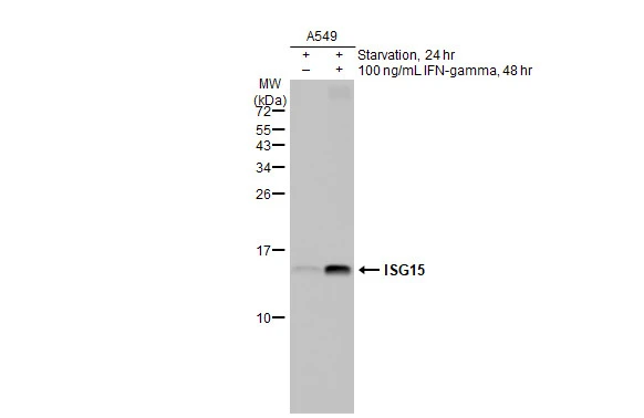 Untreated (–) and treated (+) A549 whole cell extracts (30 μg) were separated by 15% SDS-PAGE, and the membrane was blotted with ISG15 antibody [HL2016] (GTX637917) diluted at 1:1000. The HRP-conjugated anti-rabbit IgG antibody (GTX213110-01) was used to detect the primary antibody.