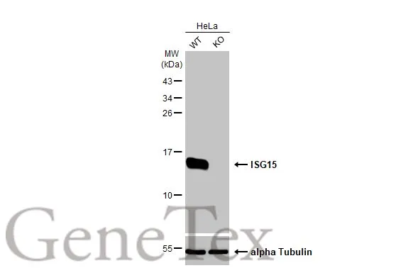 Wild-type (WT) and ISG15 knockout (KO) HeLa cell extracts (30 μg) were separated by 15% SDS-PAGE, and the membrane was blotted with ISG15 antibody [HL2016] (GTX637917) diluted at 1:1000. The HRP-conjugated anti-rabbit IgG antibody (GTX213110-01) was used to detect the primary antibody.