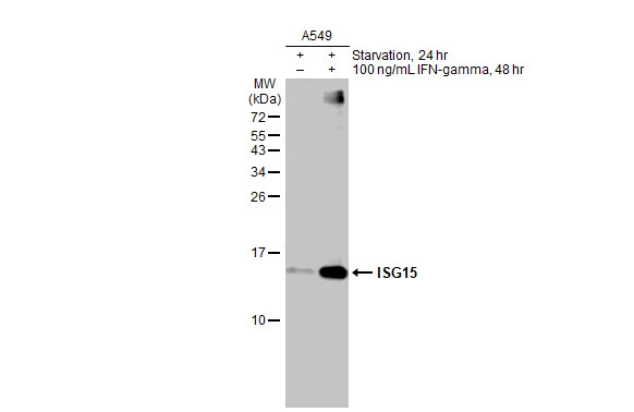 ISG15 antibody [HL2017]