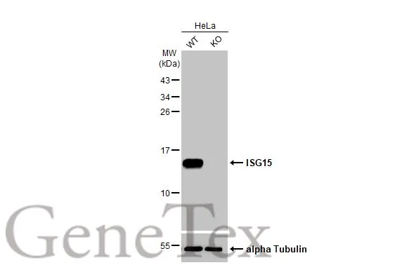 Wild-type (WT) and ISG15 knockout (KO) HeLa cell extracts (30 μg) were separated by 15% SDS-PAGE, and the membrane was blotted with ISG15 antibody [HL2017] (GTX637918) diluted at 1:1000. The HRP-conjugated anti-rabbit IgG antibody (GTX213110-01) was used to detect the primary antibody.