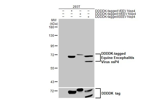 Non-transfected (–) and transfected (+) 293T whole cell extracts were separated by 7.5% SDS-PAGE, and the membrane was blotted with Equine Encephalitis Virus nsP4 antibody [HL2023] (GTX637924) diluted at 1:5000. The HRP-conjugated anti-rabbit IgG antibody (GTX213110-01) was used to detect the primary antibody.