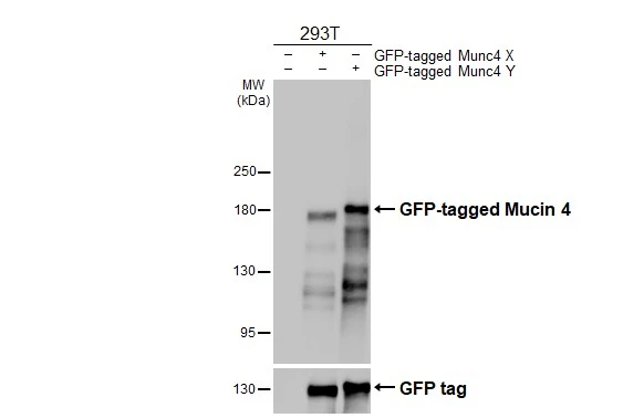 Non-transfected (–) and transfected (+) 293T whole cell extracts were separated by 5% SDS-PAGE, and the membrane was blotted with Mucin 4 antibody [HL2026] (GTX637927) diluted at 1:100000. The HRP-conjugated anti-rabbit IgG antibody (GTX213110-01) was used to detect the primary antibody.