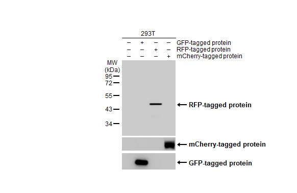 RFP antibody [HL2028]