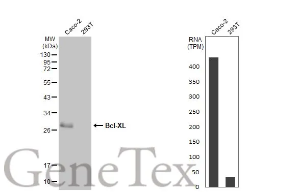 Various whole cell extracts (30 μg) were separated by 12% SDS-PAGE, and the membrane was blotted with Bcl-XL antibody [HL2038] (GTX637939) diluted at 1:1000. The HRP-conjugated anti-rabbit IgG antibody (GTX213110-01) was used to detect the primary antibody. Corresponding RNA expression data for the same cell lines are based on Human Protein Atlas program.