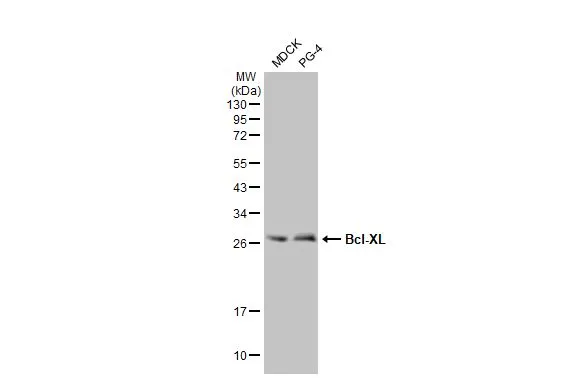 Various whole cell extracts (30 μg) were separated by 12% SDS-PAGE, and the membrane was blotted with Bcl-XL antibody [HL2038] (GTX637939) diluted at 1:1000. The HRP-conjugated anti-rabbit IgG antibody (GTX213110-01) was used to detect the primary antibody.