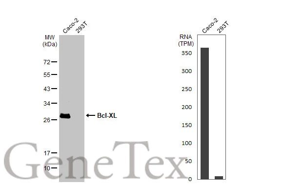 Various whole cell extracts (30 μg) were separated by 12% SDS-PAGE, and the membrane was blotted with Bcl-XL antibody [HL2039] (GTX637940) diluted at 1:1000. The HRP-conjugated anti-rabbit IgG antibody (GTX213110-01) was used to detect the primary antibody. Corresponding RNA expression data for the same cell lines are based on Human Protein Atlas program.