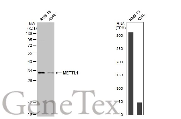 Various whole cell extracts (30 μg) were separated by 12% SDS-PAGE, and the membrane was blotted with METTL1 antibody [HL2041] (GTX637942) diluted at 1:1000. The HRP-conjugated anti-rabbit IgG antibody (GTX213110-01) was used to detect the primary antibody, and the signal was developed with Trident ECL plus-Enhanced. Corresponding RNA expression data for the same cell lines are based on Human Protein Atlas program.