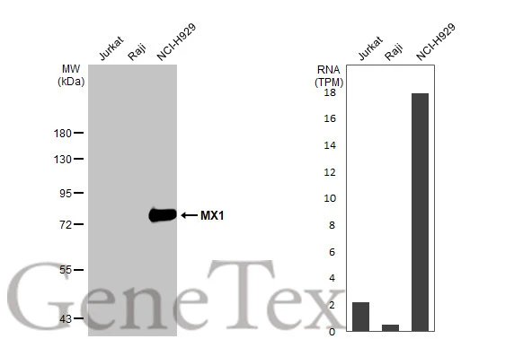 Various whole cell extracts (30 μg) were separated by 7.5% SDS-PAGE, and the membrane was blotted with MX1 antibody [HL2051] (GTX637955) diluted at 1:1000. The HRP-conjugated anti-rabbit IgG antibody (GTX213110-01) was used to detect the primary antibody. Corresponding RNA expression data for the same cell lines are based on Human Protein Atlas program.