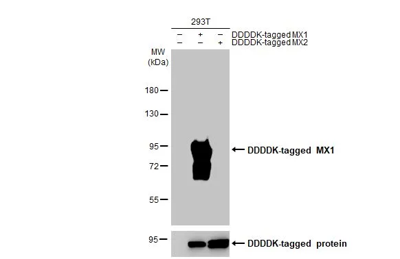 Non-transfected (–) and transfected (+) 293T whole cell extracts (30 μg) were separated by 7.5% SDS-PAGE, and the membrane was blotted with MX1 antibody [HL2051] (GTX637955) diluted at 1:5000. The HRP-conjugated anti-rabbit IgG antibody (GTX213110-01) was used to detect the primary antibody.