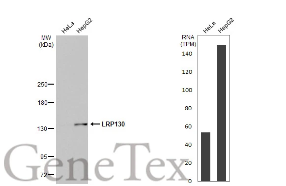 Various whole cell extracts (30 μg) were separated by 5% SDS-PAGE, and the membrane was blotted with LRP130 antibody [HL2056] (GTX637960) diluted at 1:1000. The HRP-conjugated anti-rabbit IgG antibody (GTX213110-01) was used to detect the primary antibody. Corresponding RNA expression data for the same cell lines are based on Human Protein Atlas program.