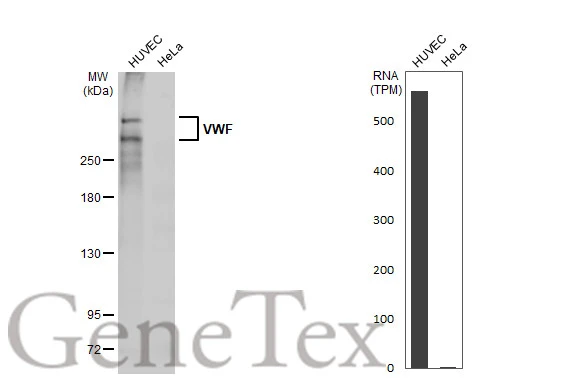 Various whole cell extracts (30 μg) were separated by 5% SDS-PAGE, and the membrane was blotted with VWF antibody [HL2058] (GTX637962) diluted at 1:1000. The HRP-conjugated anti-rabbit IgG antibody (GTX213110-01) was used to detect the primary antibody, and the signal was developed with Trident ECL plus-Enhanced. Corresponding RNA expression data for the same cell lines are based on Human Protein Atlas program.
