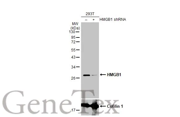 Non-transfected (–) and transfected (+) 293T whole cell extracts (30 μg) were separated by 12% SDS-PAGE, and the membrane was blotted with HMGB1 antibody [HL2059] (GTX637963) diluted at 1:1000. The HRP-conjugated anti-rabbit IgG antibody (GTX213110-01) was used to detect the primary antibody.