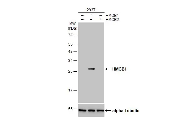 Non-transfected (–) and transfected (+) 293T whole cell extracts (5 μg) were separated by 12% SDS-PAGE, and the membrane was blotted with HMGB1 antibody [HL2059] (GTX637963) diluted at 1:300000. The HRP-conjugated anti-rabbit IgG antibody (GTX213110-01) was used to detect the primary antibody.