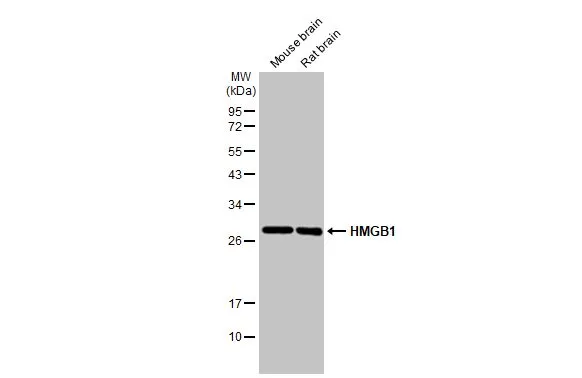 Various tissue extracts (50 μg) were separated by 12% SDS-PAGE, and the membrane was blotted with HMGB1 antibody [HL2059] (GTX637963) diluted at 1:1000. The HRP-conjugated anti-rabbit IgG antibody (GTX213110-01) was used to detect the primary antibody.