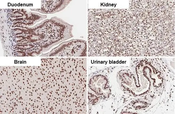 HMGB1 antibody [HL2059] detects HMGB1 protein at nucleus by immunohistochemical analysis. Sample: Paraffin-embedded mouse tissues. HMGB1 stained by HMGB1 antibody [HL2059] (GTX637963) diluted at 1:100. Antigen Retrieval: Citrate buffer, pH 6.0, 15 min