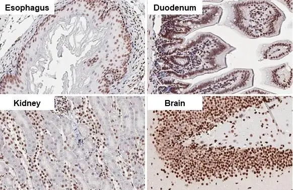 HMGB1 antibody [HL2060] detects HMGB1 protein at nucleus by immunohistochemical analysis. Sample: Paraffin-embedded mouse tissues. HMGB1 stained by HMGB1 antibody [HL2060] (GTX637964) diluted at 1:100. Antigen Retrieval: Citrate buffer, pH 6.0, 15 min