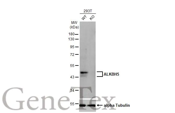 Wild-type (WT) and ALKBH5 knockout (KO) 293T cell extracts (30 μg) were separated by 10% SDS-PAGE, and the membrane was blotted with ALKBH5 antibody [HL2061] (GTX637965) diluted at 1:2000. The HRP-conjugated anti-rabbit IgG antibody (GTX213110-01) was used to detect the primary antibody, and the signal was developed with Trident femto Western HRP Substrate.