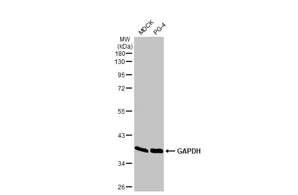 Various whole cell extracts (30 μg) were separated by 10% SDS-PAGE, and the membrane was blotted with GAPDH antibody [HL2062] (GTX637966) diluted at 1:5000. The HRP-conjugated anti-rabbit IgG antibody (GTX213110-01) was used to detect the primary antibody.