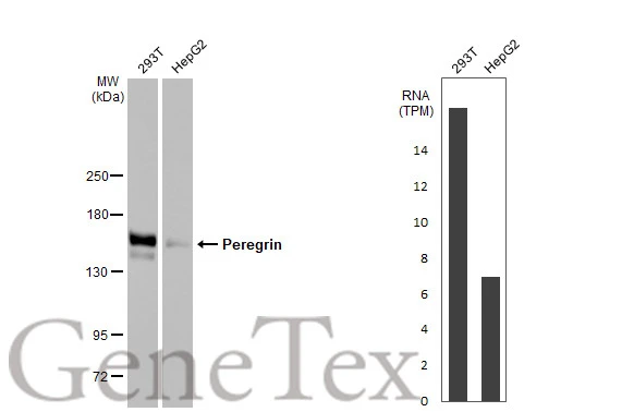 Various whole cell extracts (30 μg) were separated by 5% SDS-PAGE, and the membrane was blotted with Peregrin antibody [HL2064] (GTX637968) diluted at 1:1000. The HRP-conjugated anti-rabbit IgG antibody (GTX213110-01) was used to detect the primary antibody. Corresponding RNA expression data for the same cell lines are based on Human Protein Atlas program.