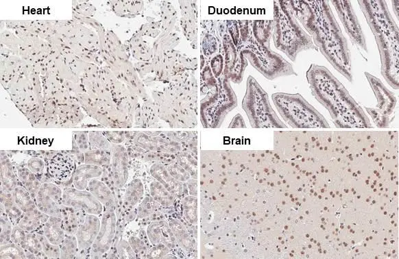 CHD2 antibody [HL2066] detects CHD2 protein at nucleus by immunohistochemical analysis. Sample: Paraffin-embedded mouse tissues. CHD2 stained by CHD2 antibody [HL2066] (GTX637970) diluted at 1:100. Antigen Retrieval: Citrate buffer, pH 6.0, 15 min