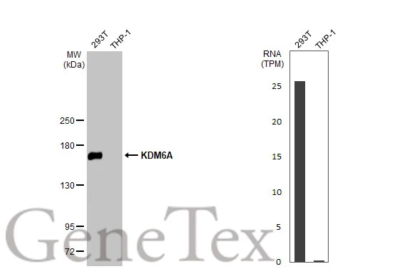 Various whole cell extracts (30 μg) were separated by 5% SDS-PAGE, and the membrane was blotted with KDM6A antibody [HL2068] (GTX637972) diluted at 1:1000. The HRP-conjugated anti-rabbit IgG antibody (GTX213110-01) was used to detect the primary antibody. Corresponding RNA expression data for the same cell lines are based on Human Protein Atlas program.