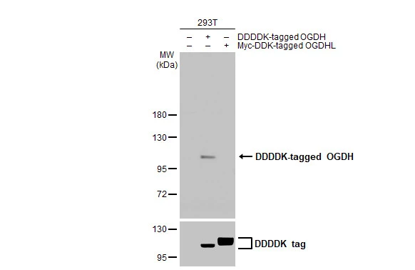Non-transfected (–) and transfected (+) 293T whole cell extracts (30 μg) were separated by 7.5% SDS-PAGE, and the membrane was blotted with OGDH antibody [HL2072] (GTX637980) diluted at 1:5000. The HRP-conjugated anti-rabbit IgG antibody (GTX213110-01) was used to detect the primary antibody.