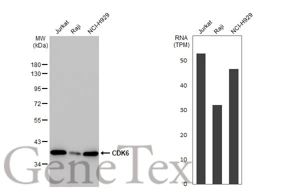 Various whole cell extracts (30 μg) were separated by 10% SDS-PAGE, and the membrane was blotted with CDK6 antibody [HL2078] (GTX637986) diluted at 1:2000. The HRP-conjugated anti-rabbit IgG antibody (GTX213110-01) was used to detect the primary antibody. Corresponding RNA expression data for the same cell lines are based on Human Protein Atlas program.
