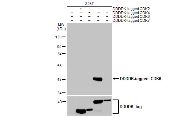 Non-transfected (–) and transfected (+) 293T whole cell extract (30 μg) were separated by 10% SDS-PAGE, and the membrane was blotted with CDK6 antibody [HL2078] (GTX637986) diluted at 1:5000. The HRP-conjugated anti-rabbit IgG antibody (GTX213110-01) was used to detect the primary antibody.