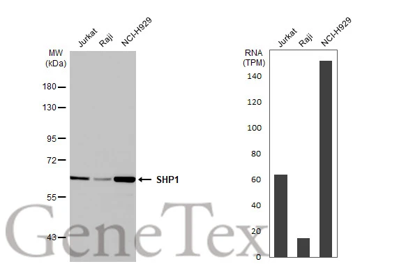Various whole cell extracts (30 μg) were separated by 7.5% SDS-PAGE, and the membrane was blotted with SHP1 antibody [HL20845] (GTX637993) diluted at 1:1000. The HRP-conjugated anti-rabbit IgG antibody (GTX213110-01) was used to detect the primary antibody. Corresponding RNA expression data for the same cell lines are based on Human Protein Atlas program.