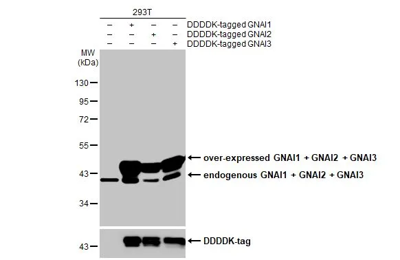 Non-transfected (–) and transfected (+) 293T whole cell extracts (30 μg) were separated by 10% SDS-PAGE, and the membrane was blotted with GNAI1 + GNAI2 + GNAI3 antibody [HL2092] (GTX638000) diluted at 1:5000. The HRP-conjugated anti-rabbit IgG antibody (GTX213110-01) was used to detect the primary antibody.