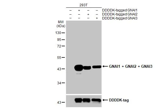Non-transfected (–) and transfected (+) 293T whole cell extracts (30 μg) were separated by 10% SDS-PAGE, and the membrane was blotted with GNAI1 + GNAI2 + GNAI3 antibody [HL2093] (GTX638001) diluted at 1:5000. The HRP-conjugated anti-rabbit IgG antibody (GTX213110-01) was used to detect the primary antibody.