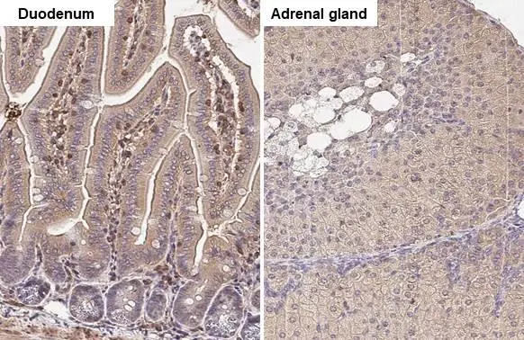 GNAI3 antibody [HL2096] detects GNAI3 protein by immunohistochemical analysis. Sample: Paraffin-embedded mouse tissues. GNAI3 stained by GNAI3 antibody [HL2096] (GTX638004) diluted at 1:100. Antigen Retrieval: Citrate buffer, pH 6.0, 15 min