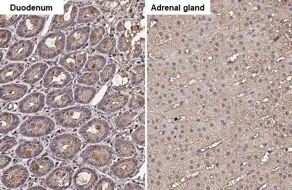 GNAI3 antibody [HL2096] detects GNAI3 protein by immunohistochemical analysis. Sample: Paraffin-embedded rat tissues. GNAI3 stained by GNAI3 antibody [HL2096] (GTX638004) diluted at 1:100. Antigen Retrieval: Citrate buffer, pH 6.0, 15 min
