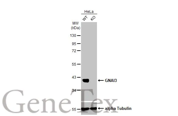Wild-type (WT) and GNAI3 knockout (KO) HeLa cell extracts (30 μg) were separated by 10% SDS-PAGE, and the membrane was blotted with GNAI3 antibody [HL2096] (GTX638004) diluted at 1:1000. The HRP-conjugated anti-rabbit IgG antibody (GTX213110-01) was used to detect the primary antibody.
