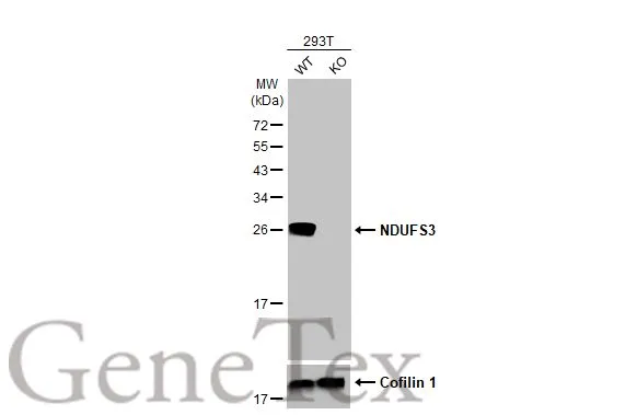 Wild-type (WT) and NDUFS3 knockout (KO) 293T cell extracts (30 μg) were separated by 12% SDS-PAGE, and the membrane was blotted with NDUFS3 antibody [HL2097] (GTX638005) diluted at 1:2500. The HRP-conjugated anti-rabbit IgG antibody (GTX213110-01) was used to detect the primary antibody.