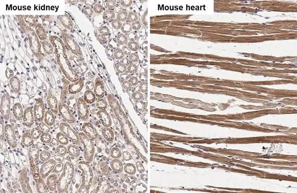 NDUFS3 antibody [HL2097] detects NDUFS3 protein by immunohistochemical analysis. Sample: Paraffin-embedded mouse tissues. NDUFS3 stained by NDUFS3 antibody [HL2097] (GTX638005) diluted at 1:50. Antigen Retrieval: Citrate buffer, pH 6.0, 15 min