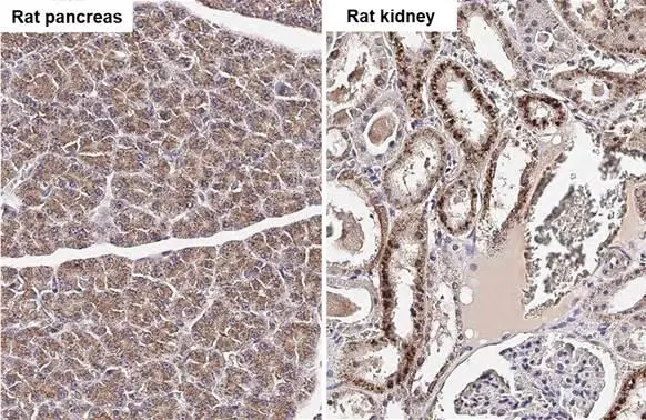NDUFS3 antibody [HL2097] detects NDUFS3 protein by immunohistochemical analysis. Sample: Paraffin-embedded rat tissues. NDUFS3 stained by NDUFS3 antibody [HL2097] (GTX638005) diluted at 1:50. Antigen Retrieval: Citrate buffer, pH 6.0, 15 min