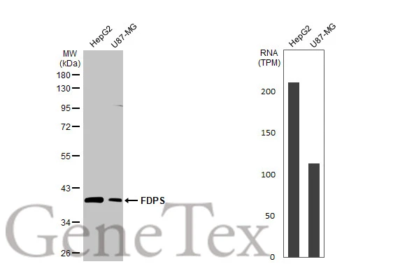 Various whole cell extracts (30 μg) were separated by 10% SDS-PAGE, and the membrane was blotted with FDPS antibody [HL2123] (GTX638095) diluted at 1:2000. The HRP-conjugated anti-rabbit IgG antibody (GTX213110-01) was used to detect the primary antibody. Corresponding RNA expression data for the same cell lines are based on Human Protein Atlas program.