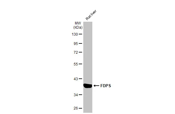Rat tissue extract (50 μg) was separated by 10% SDS-PAGE, and the membrane was blotted with FDPS antibody [HL2123] (GTX638095) diluted at 1:2000. The HRP-conjugated anti-rabbit IgG antibody (GTX213110-01) was used to detect the primary antibody.