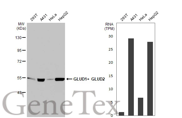 Various whole cell extracts (30 μg) were separated by 7.5% SDS-PAGE, and the membrane was blotted with GLUD1+ GLUD2 antibody [HL2124] (GTX638096) diluted at 1:5000. The HRP-conjugated anti-rabbit IgG antibody (GTX213110-01) was used to detect the primary antibody. Corresponding RNA expression data for the same cell lines are based on Human Protein Atlas program.