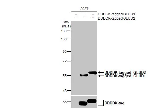 Non-transfected (–) and transfected (+) 293T whole cell extracts (30 μg) were separated by 7.5% SDS-PAGE, and the membrane was blotted with GLUD1+GLUD2 antibody [HL2124] (GTX638096) diluted at 1:5000. The HRP-conjugated anti-rabbit IgG antibody (GTX213110-01) was used to detect the primary antibody.