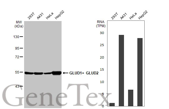 GLUD1+ GLUD2 antibody [HL2125]