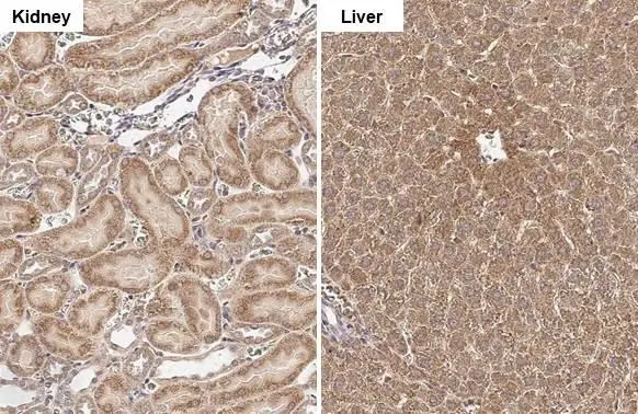 GLUD1+ GLUD2 antibody [HL2125]