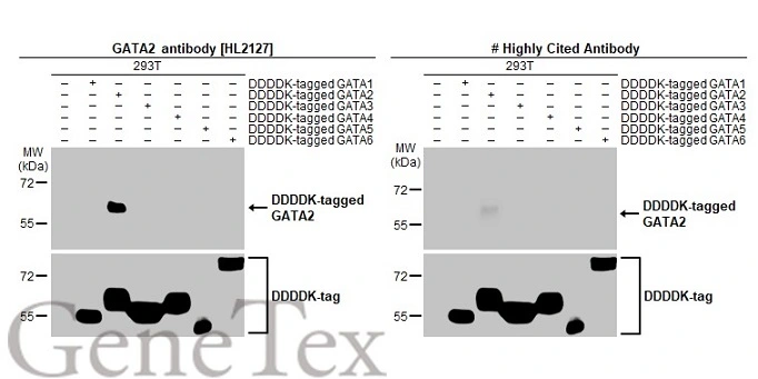 Non-transfected (–) and transfected (+) 293T whole cell extracts were separated by 10% SDS-PAGE, and the membranes were blotted with GATA2 antibody [HL2127] (GTX638099) diluted at 1:5000 and competitor's antibody (Highly Cited Antibody) diluted at 1:5000. The HRP-conjugated anti-rabbit IgG antibody (GTX213110-01) was used to detect the primary antibody. *The competitor is not affiliated with GeneTex and does not endorse this product.