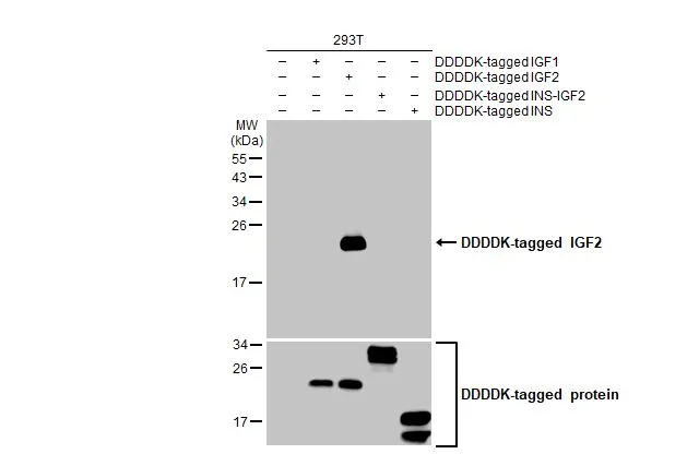 Non-transfected (–) and transfected (+) 293T whole cell extracts (30 μg) were separated by 15% SDS-PAGE, and the membrane was blotted with IGF2 antibody [HL2132] (GTX638104) diluted at 1:5000. The HRP-conjugated anti-rabbit IgG antibody (GTX213110-01) was used to detect the primary antibody.